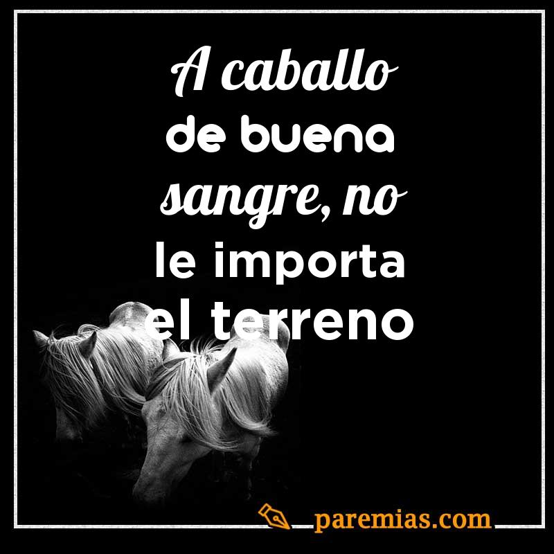 A caballo de buena sangre, no le importa el terreno