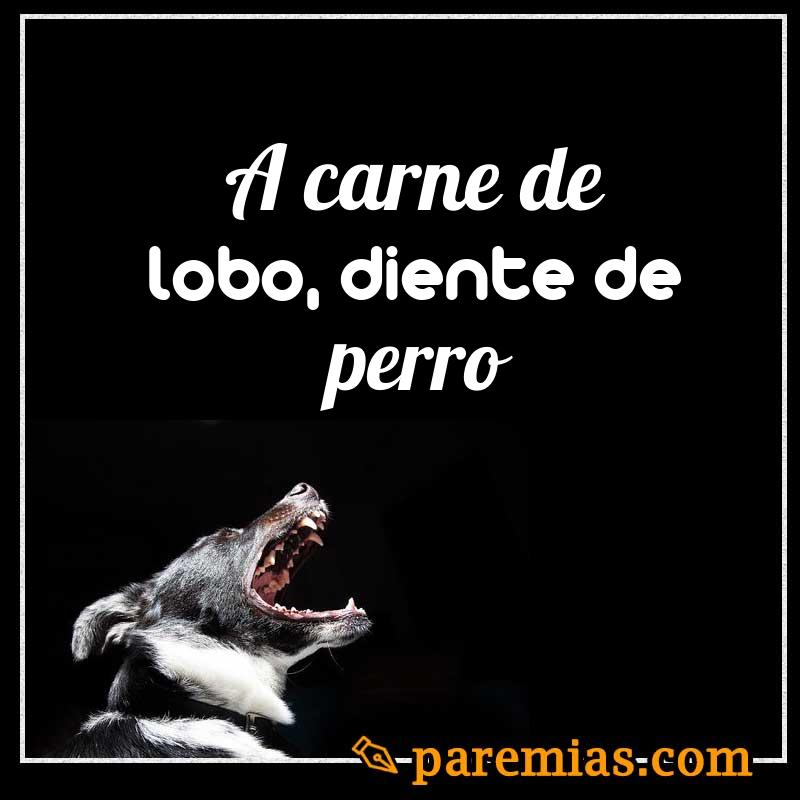 A carne de lobo, diente de perro