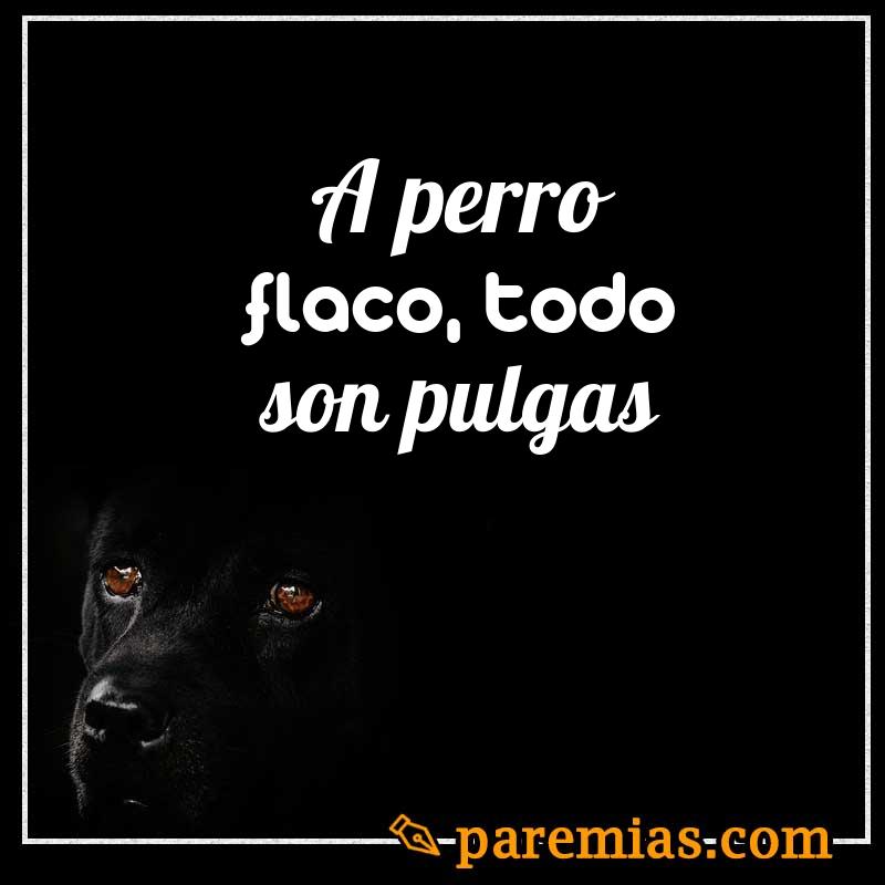 A perro flaco, todo son pulgas