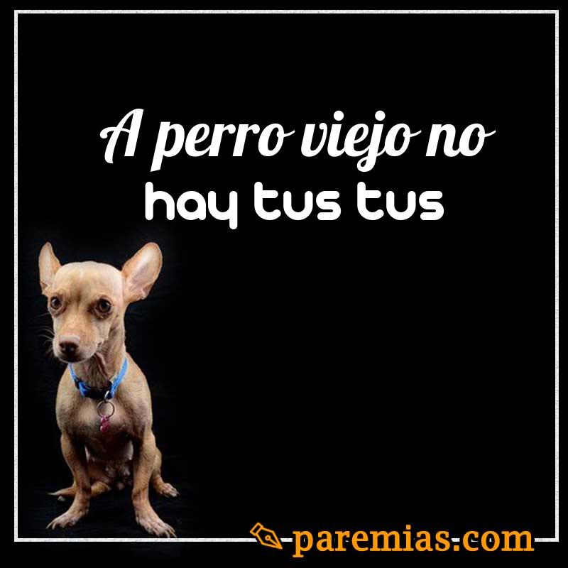 A perro viejo no hay tus tus