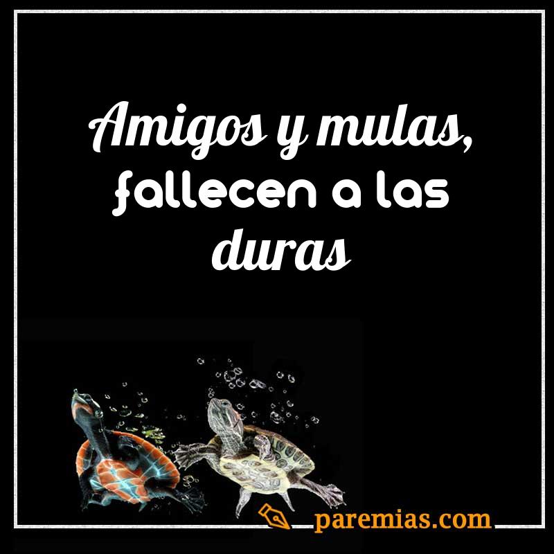 Amigos y mulas, fallecen a las duras