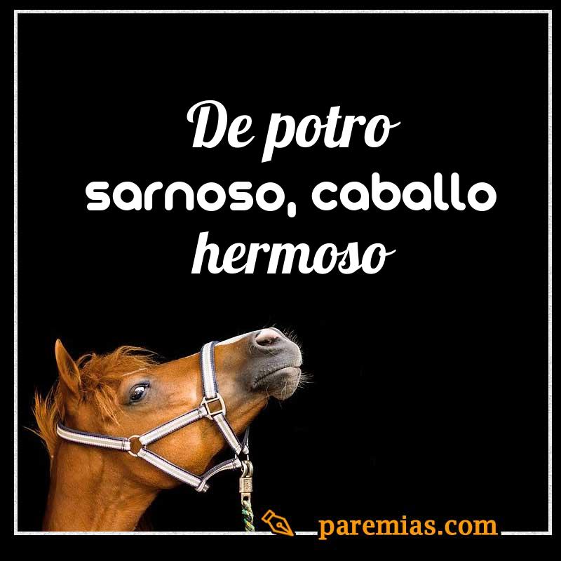 De potro sarnoso, caballo hermoso