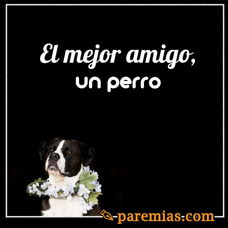 El mejor amigo, un perro