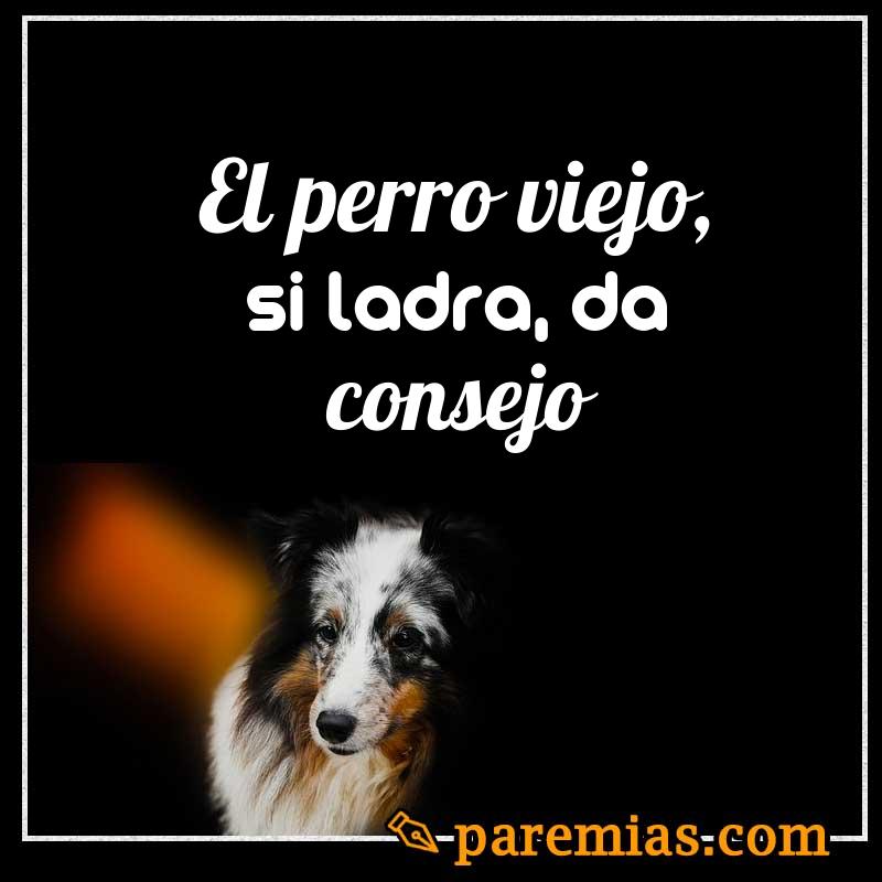 El perro viejo, si ladra, da consejo