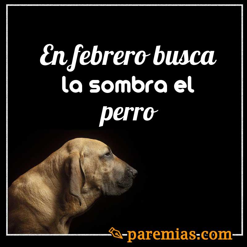 En febrero, busca la sombra el perro
