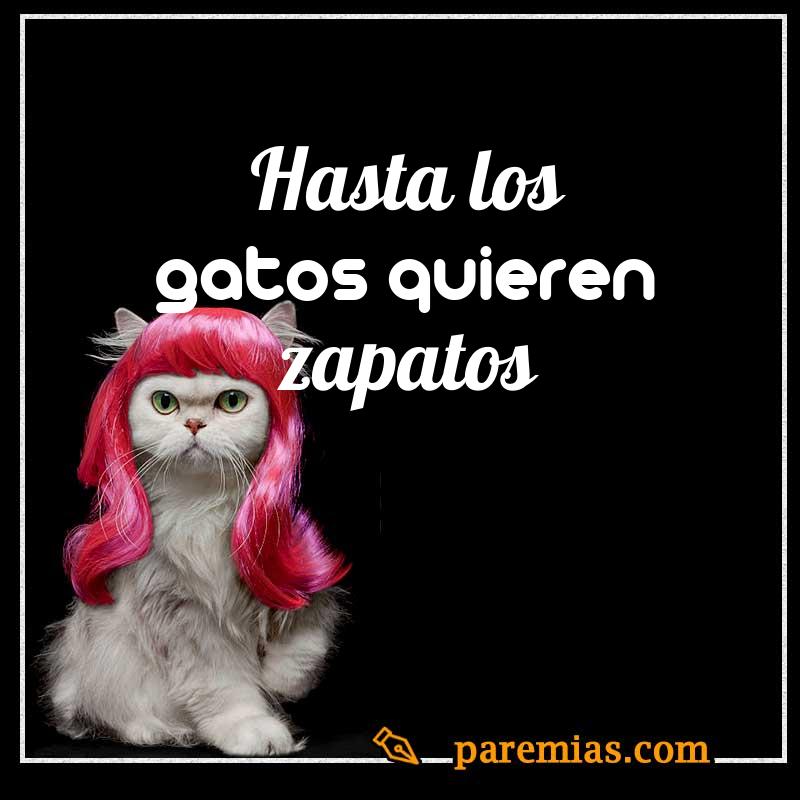 Hasta los gatos quieren zapatos