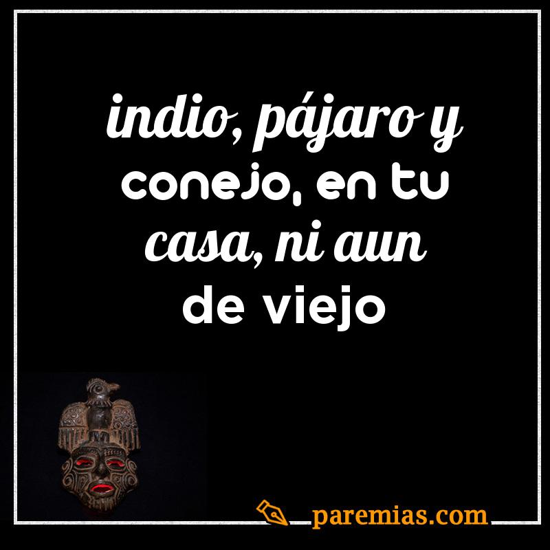 Indio, pájaro y conejo, en tu casa, ni aun de viejo
