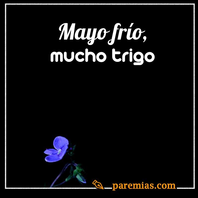 Mayo frío, mucho trigo