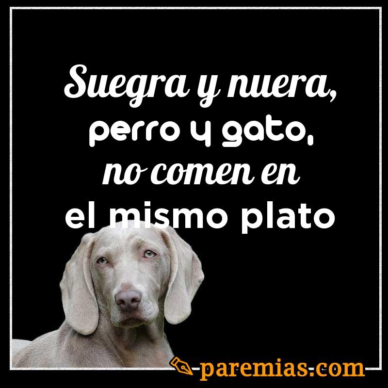 Suegra y nuera, perro y gato, no comen en el mismo plato