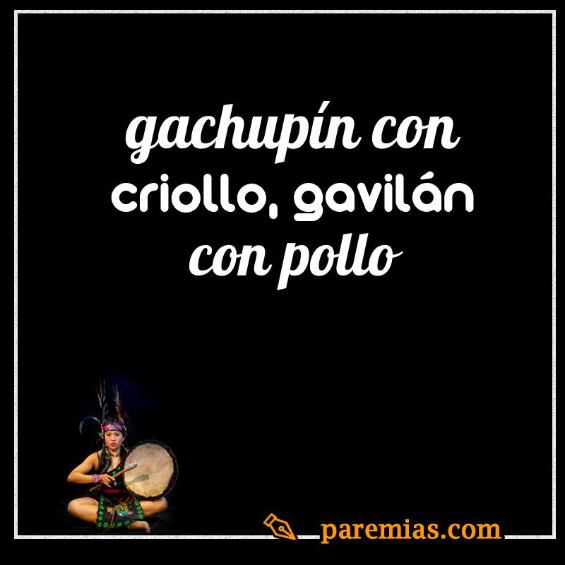 Gachupín con criollo, gavilán con pollo